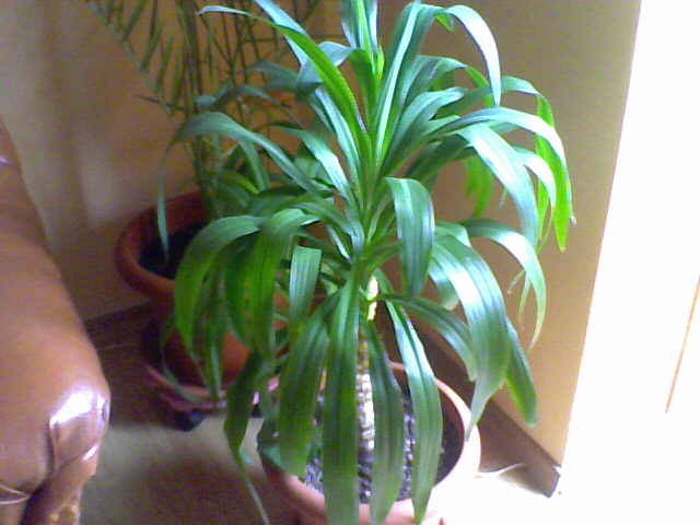 yuca - florile mele