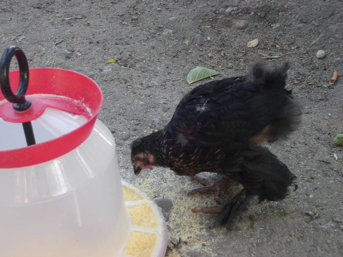 58 - Rate-Gaini-Gaste