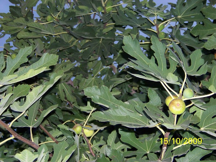 100_2952 - Toamna in curte  Timisoara