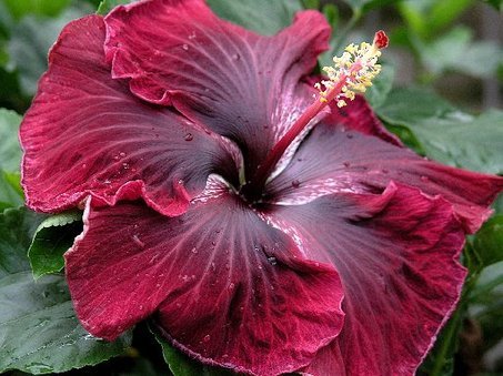 large_hibiscus; Black Dragon--nu este al meu
