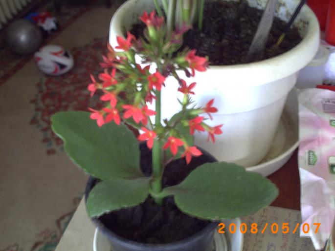 kalanchoe frez - florile mele-2008-martie