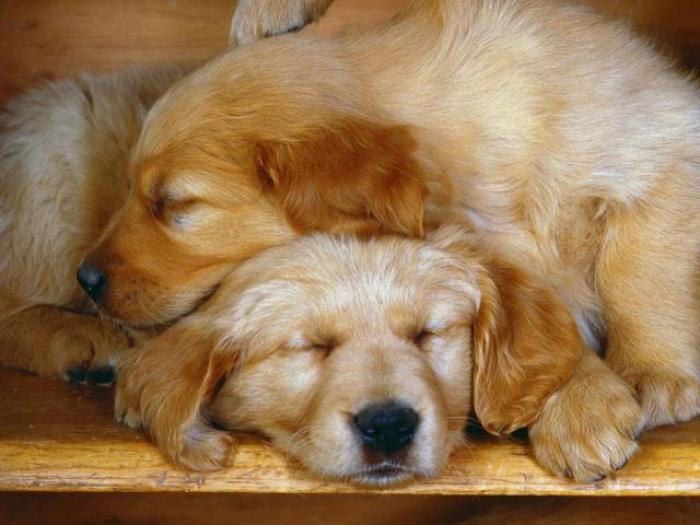 Dogs Wallpaper_ Poze cu Catei 50