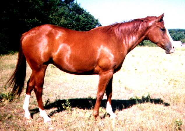 horse - concurs18