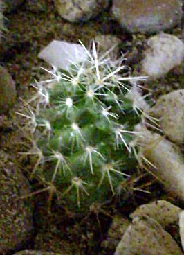 Mammillaria picta