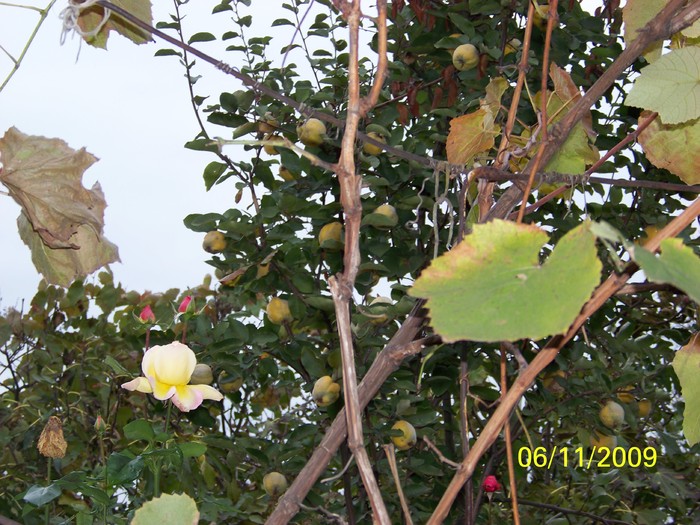 100_3962 - Toamna in curte  Timisoara