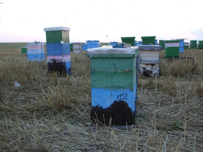 DSCF0538 (Large) - stupina  incepand cu 2008