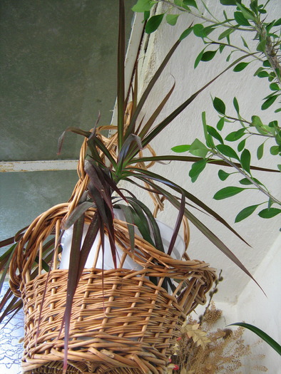 floricele 055; dracaena
