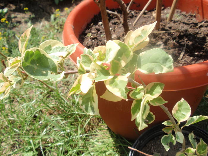 variegata - Boungainvillea