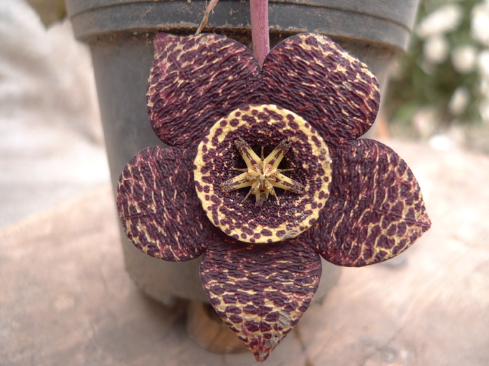 Stapelia variegata - Asclepiadaceae