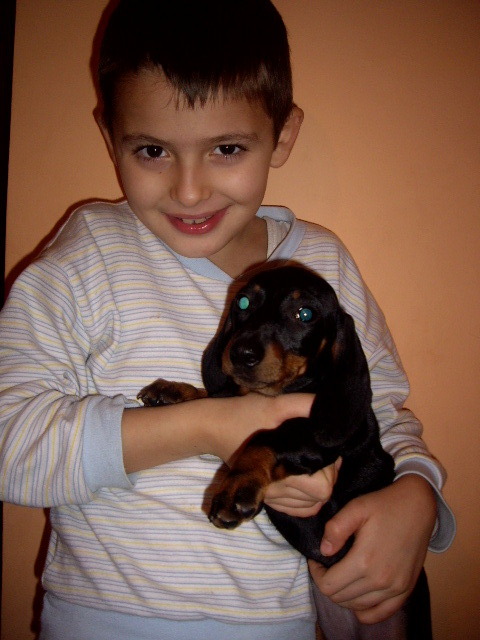 Teckel; fettia 9 sapt
