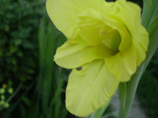 P7242253 - gladiole 2008-2009