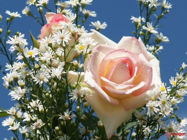 e886ec87_0050000867982_00_600 - Trandafiri roz