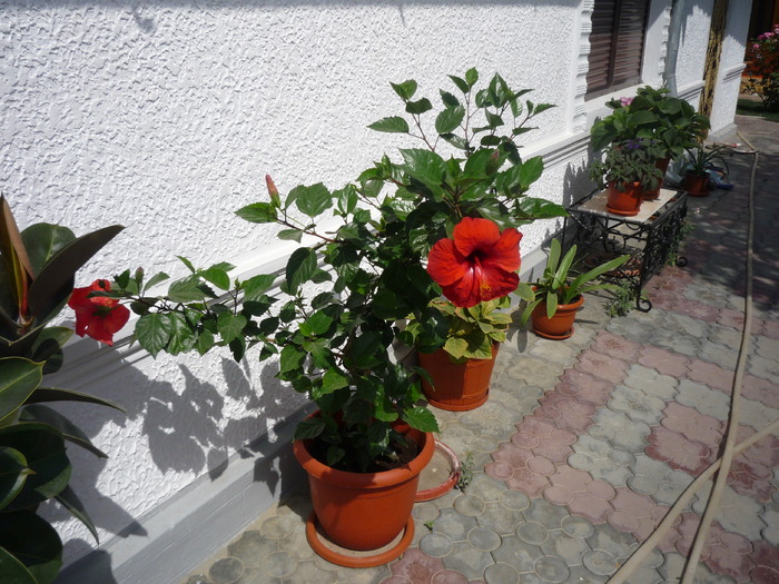 hibi rosu - dragele mele flori 2009