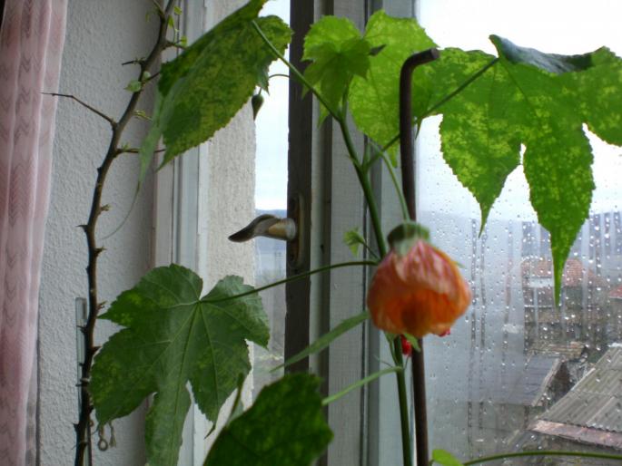 Picture 015 - w 2007 florile mele