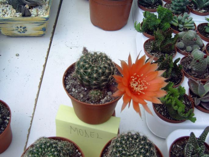 DSC00032 - Expozitie flori Timisoara  luna Mai 2008