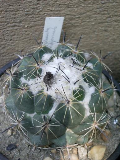  - Coryphantha