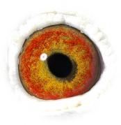 WWJRTVGTZWIWIKLXTLN - OCHII PORUMBEILOR