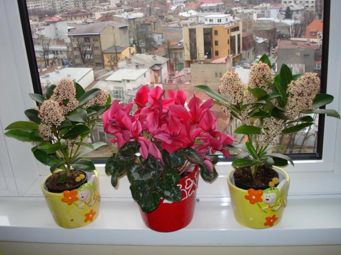 Liliacul japonez si cyclamen!