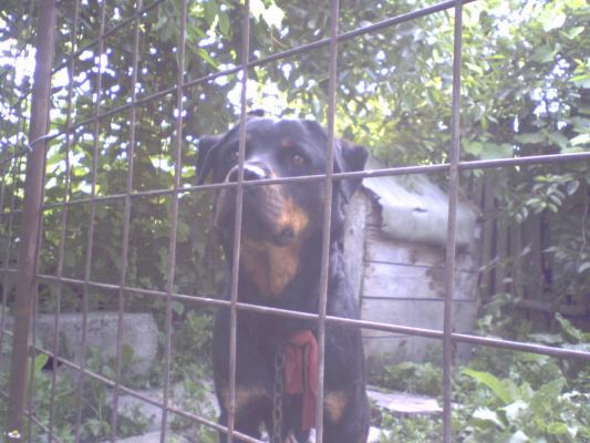 Cora-Rottweiller