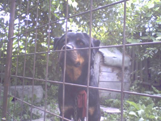 Cora-Rottweiller - Caini