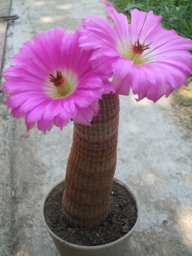 Echinocereus rigidissimus v. rubispinus - ceva mai recent