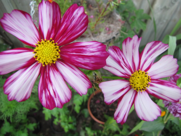 Cosmea 17 aug 2009 (3)