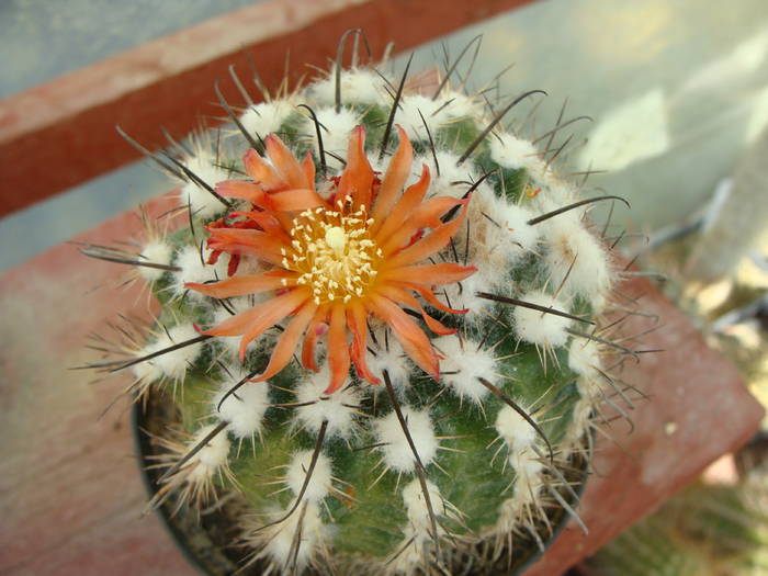 P. subterranea - Notocactus-Parodia