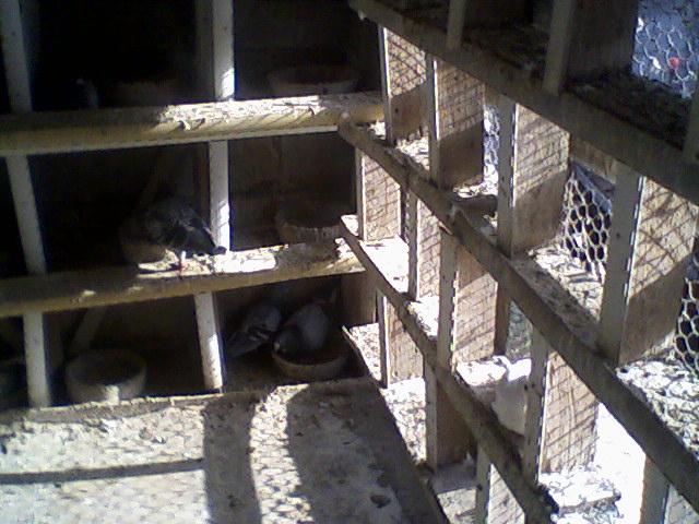 Fotografii-0062 - Porumbeii mei calatori