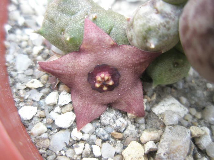 Duvalia parviflora x Huernia sp. - floare - Asclepidiacee 2009