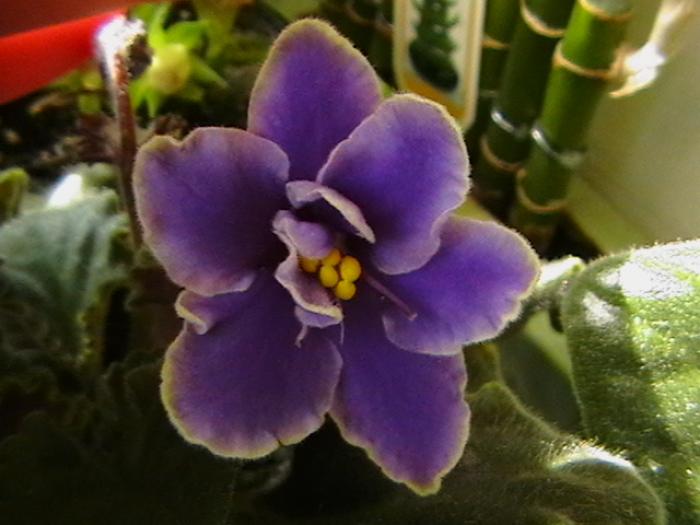 no name albastra cu margine alba - violete 2009