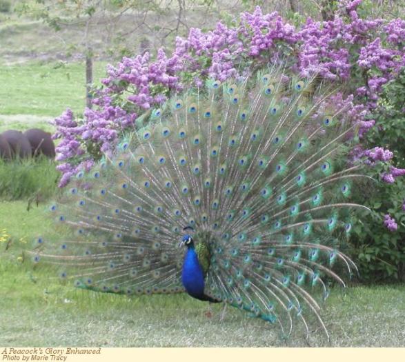 peacock2 - alte pasari si animale