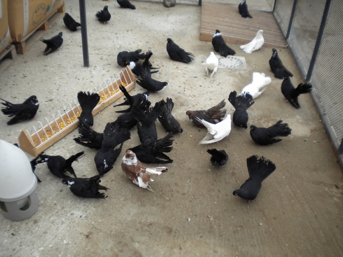 Picture 102 - Raicu 1