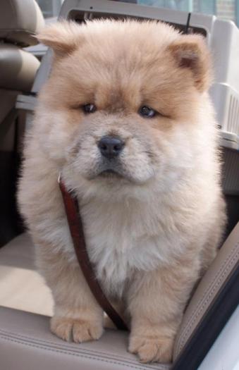 puiutz chow chow 6