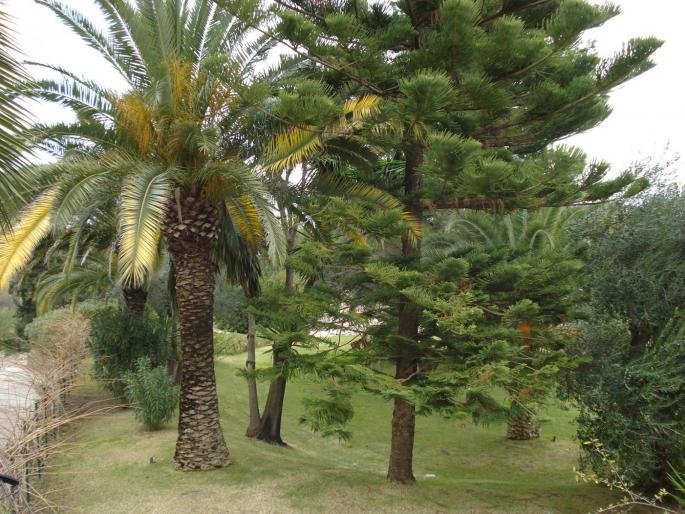 DSC07882 - 2008 REVELION CORFU