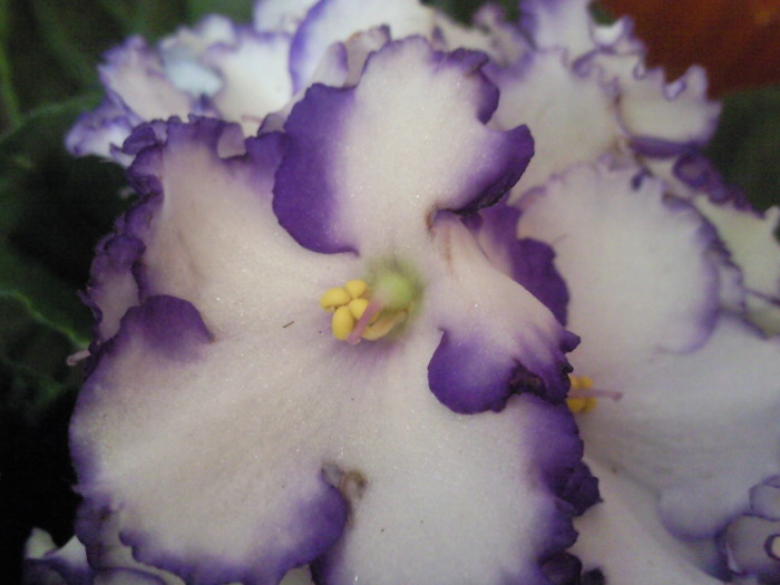 Photo0733 - violete