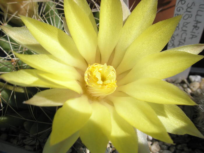 Dolichothele longimamma - floare - Mammillaria