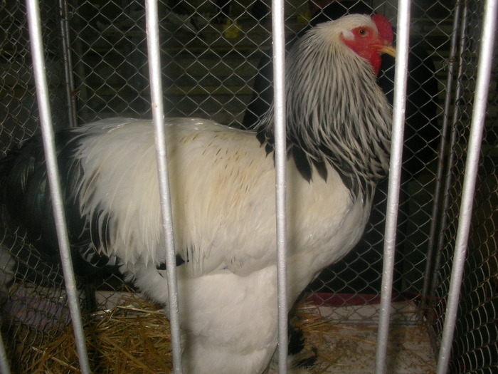 SANY0258 - poze expo 2009