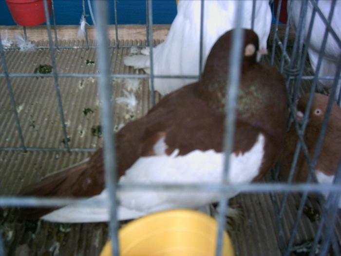 PICT0101 - Expo Brasov 2009