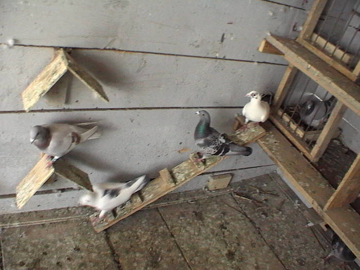 DVC00098 - porumbeii mei