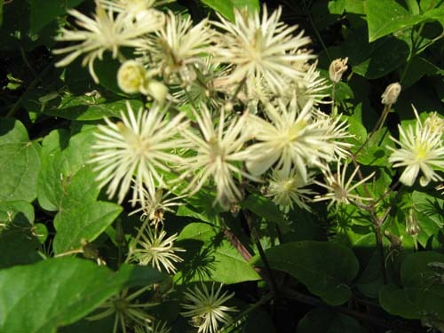 IMG_5348 - flori dragute