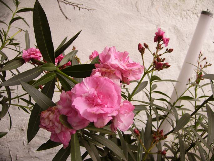 nerium oleander - leandri