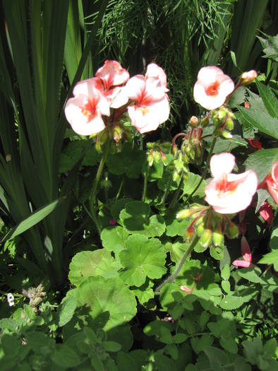 Muscate 13 iul 2009 (5)