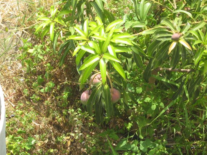 IMG_0931 - Gomera 2006