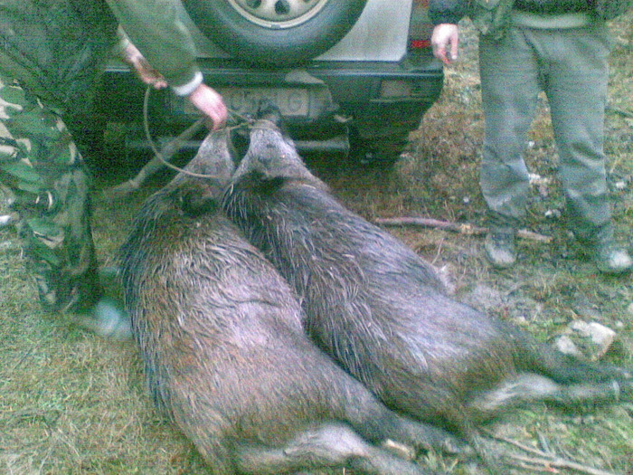 09122009(019) - vanatoare padure