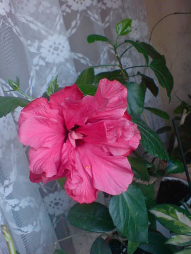 DSC02991 - Hibiscus 2009