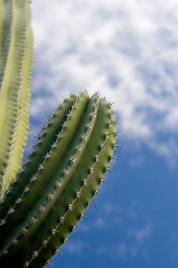 2007122215450700_Jutting Cactus - Cactusi care m-au impresionat prin frumusete