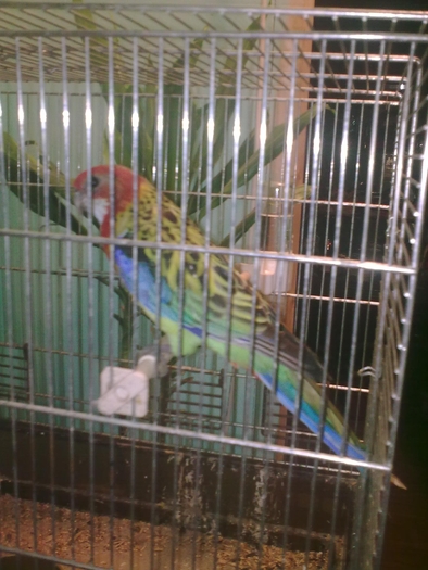 Rosella minunata; nov 2009
