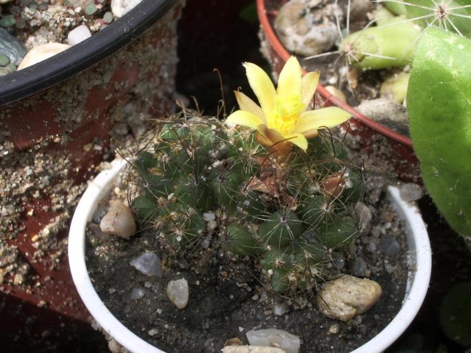 Mammillaria ( Dolichothele) surculosa - cactusi