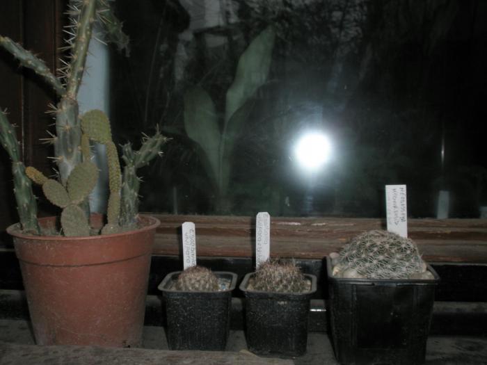 cactusii de afara - plante de exterior - iarna 2008 - 2009