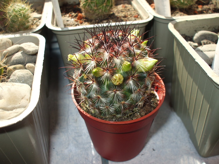 Mammillaria microhelia - cactusii mei